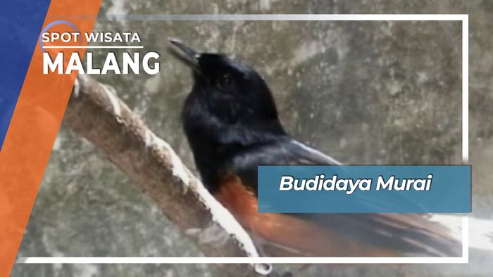 Budidaya Murai Malang Jawa Timur