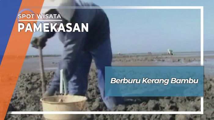 Berburu Kerang Bambu Pamekasan