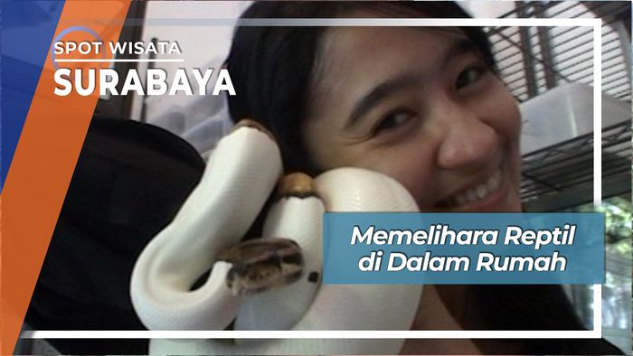 Keseruan Memelihara Reptil di Dalam Rumah 
