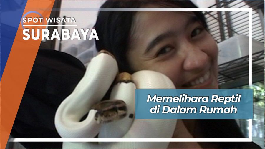 Keseruan Memelihara Reptil di Dalam Rumah 