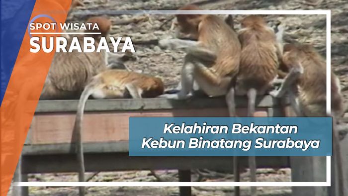 Kelahiran Bekantan Kebun Binatang Surabaya, Surabaya