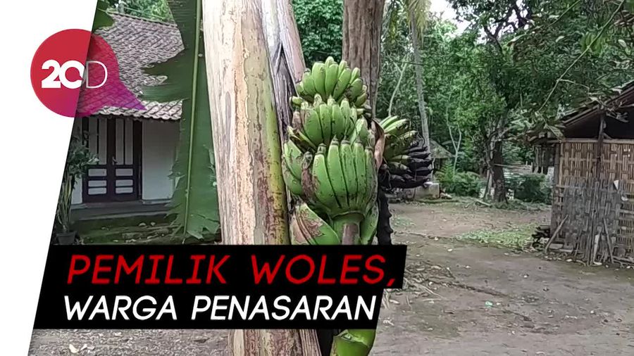 Pisang Berbuah di Tengah Batang, Kok Bisa Ya?