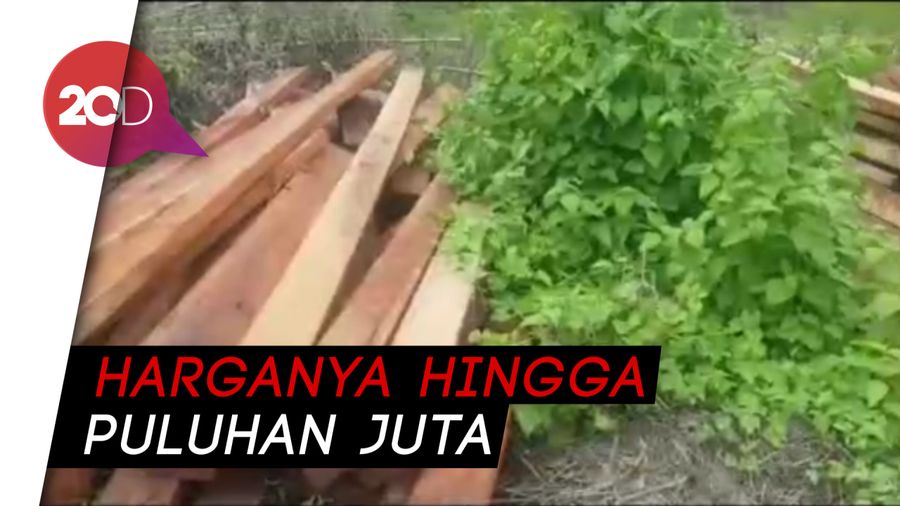 Ilegal Logging Kayu Bayam Diungkap di Sultra