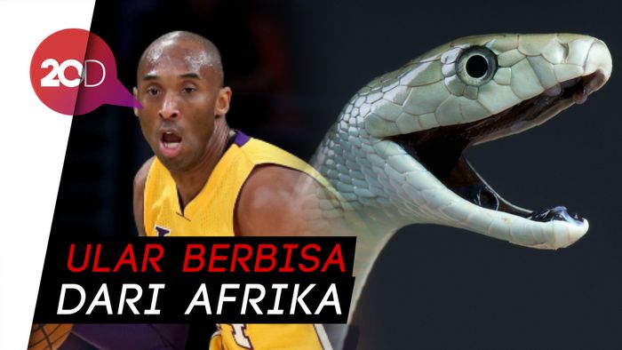 Wujud dan Keunikan Black Mamba, Julukan Kobe Bryant
