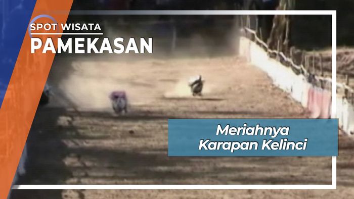 Karapan Kelinci, Pamekasan
