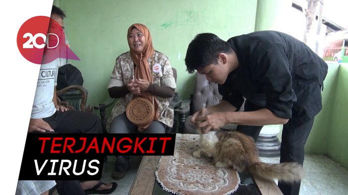 Puluhan Kucing di Karanganyar Mati Mendadak, Dispertan Bergerak