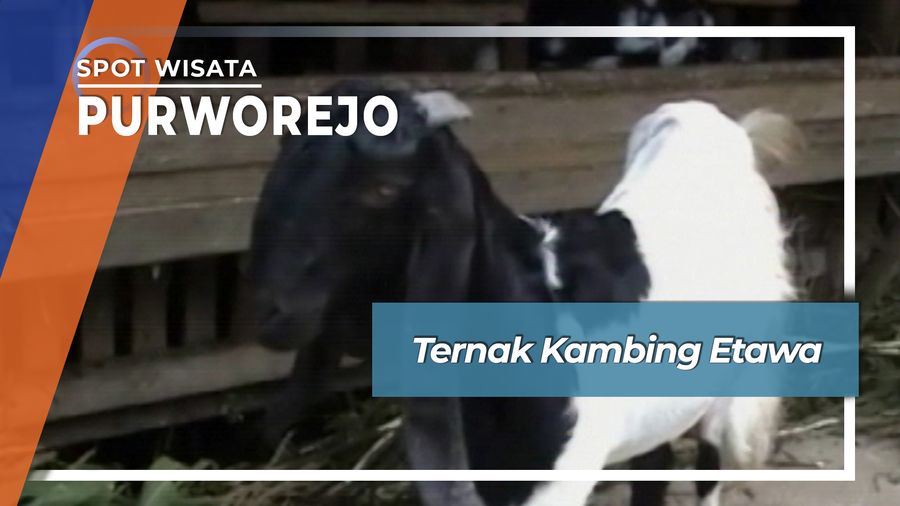 Ternak Kambing Etawa, Purworejo