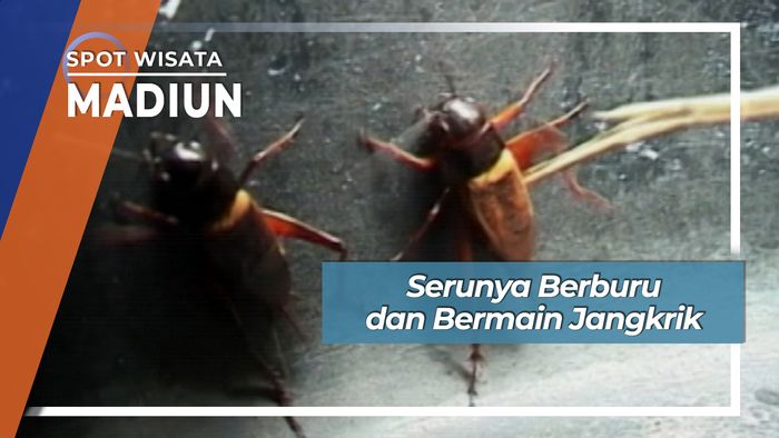 Berburu Jangkrik Saat Musim Hujan, Madiun