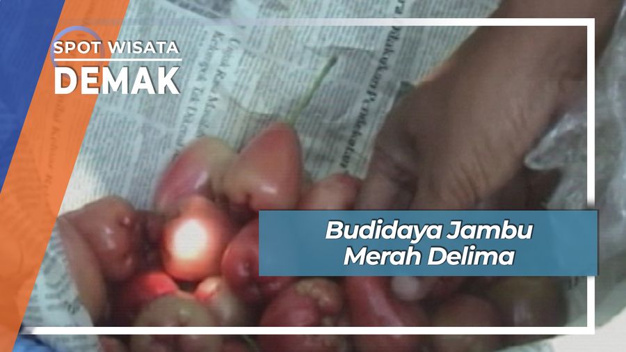 Budidaya Jambu Merah Delima di Demak