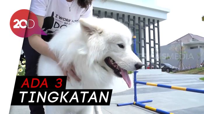 Tips Melatih Anjing agar Patuh