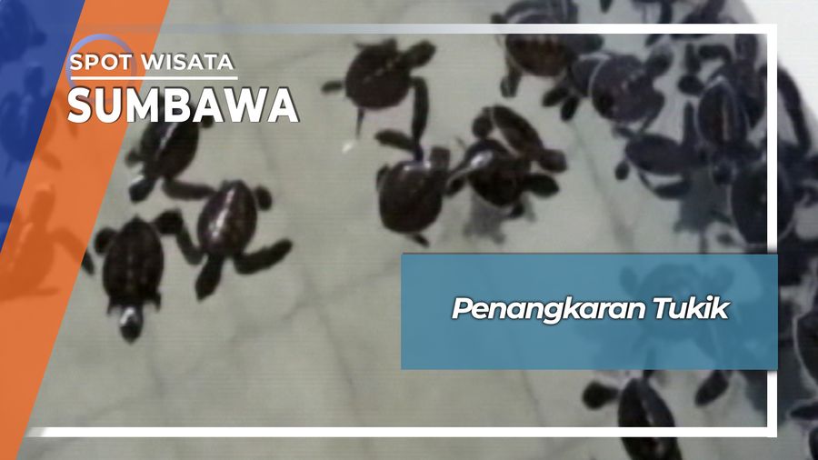 Penangkaran Tukik Desa Pasir Putih Maluk Sumbawa