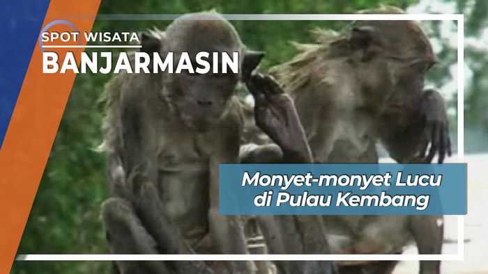 Monyet Di Pulau Kembang Sungai Barito Banjarmasin