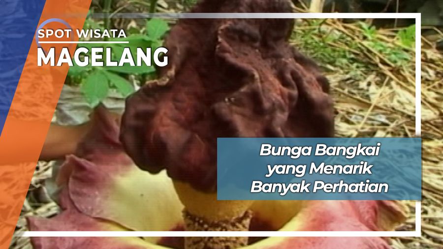 Bunga Bangkai Yang Menarik Di Desa Wanurejo Borobudur Magelang