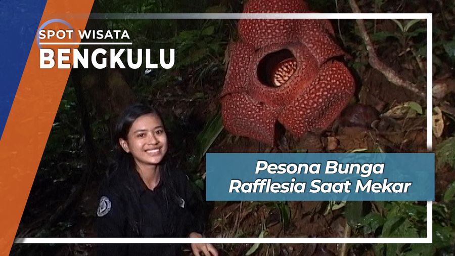 Bunga Bunga Rafflesia Saat Mekar Di Hutan Lindung Bukit Daun Kepahiang Bengkulu