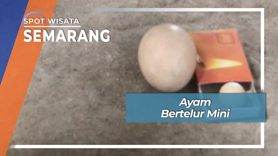Ayam Bertelur Mini, Semarang