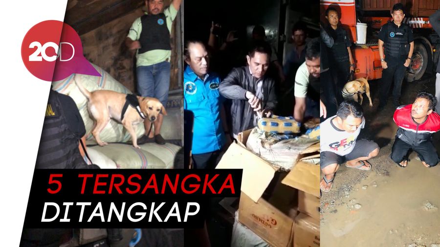 250 Kilogram Ganja Disita Petugas BNN