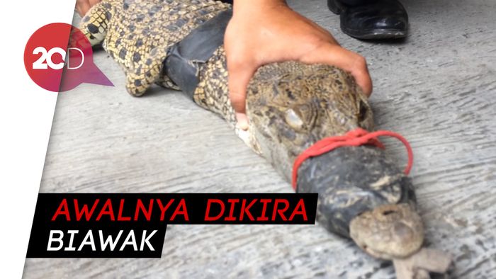 Ada Buaya di Sungai Progo Sleman, Warga Heran