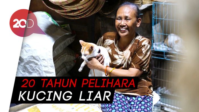 Inilah Ibu Puluhan Kucing Telantar di Solo