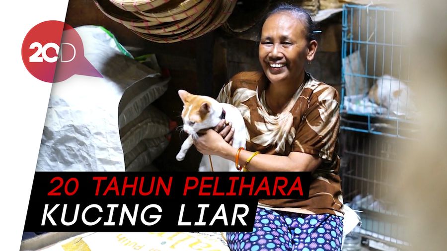 Inilah Ibu Puluhan Kucing Telantar di Solo