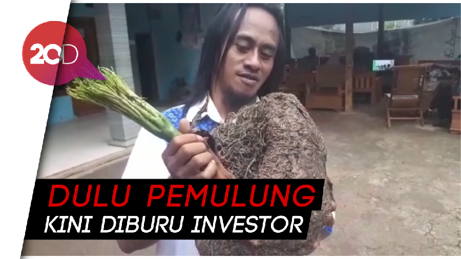 Top! Pria di Madiun Jadi Miliarder Setelah Budidaya Porang