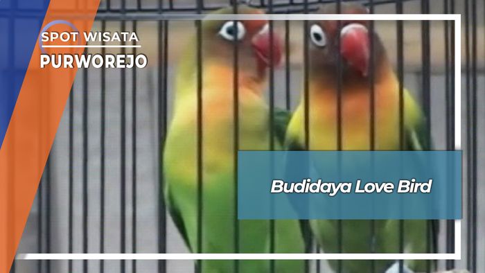 Budidaya Love Bird, Purworejo