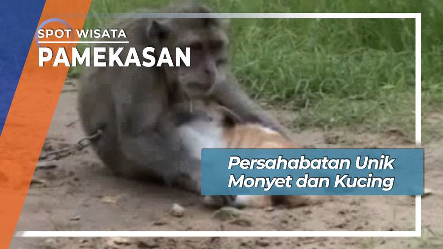 Persahabatan Unik Monyet dan Kucing, Pamekasan