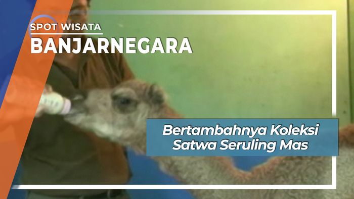 Koleksi Satwa Seruling Mas, Banjarnegara