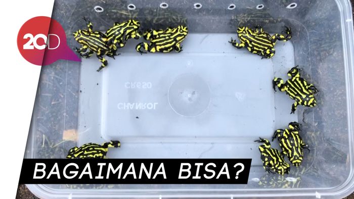 Katak Langka Bertahan dari Ganasnya Kebakaran Hutan Australia
