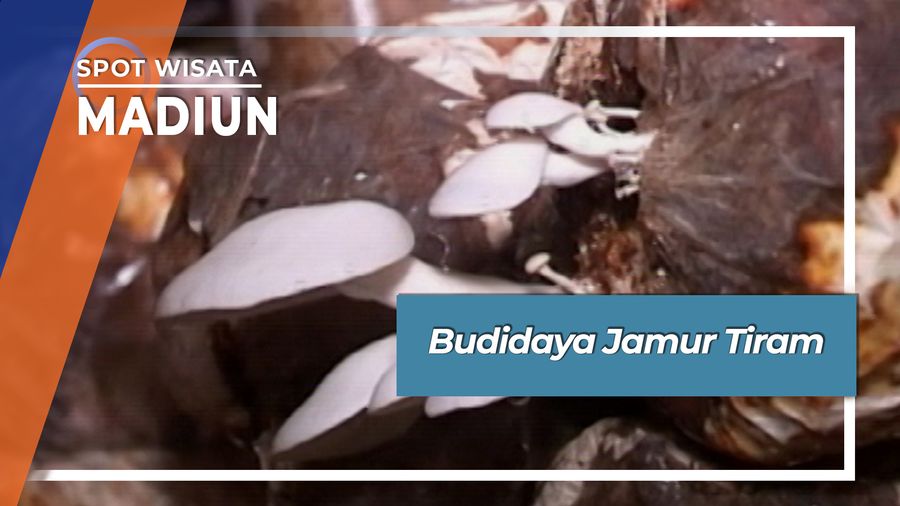 Budidaya Jamur Tiram Desa Kedung Banteng Pilangkenceng Madiun