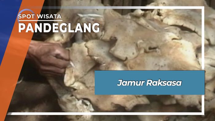 Jamur Raksasa Kecamatan Pagelaran Pandeglang Banten