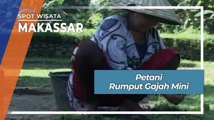 Petani Rumput Gajah Mini Benteng Somba Opu Makassar