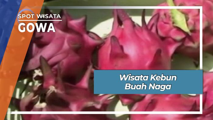 Wisata Kebun Buah Naga Jalan Beringin Gowa Sulawesi Selatan