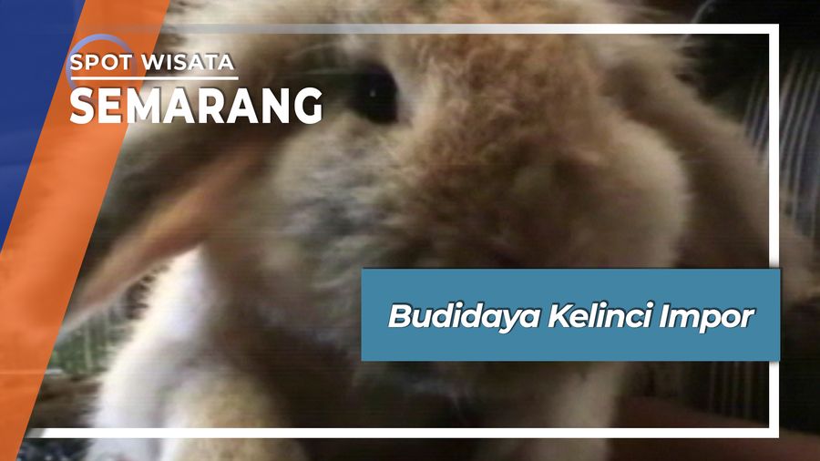Budidaya Kelinci Hias Impor Desa Lanjan Sumowono Semarang