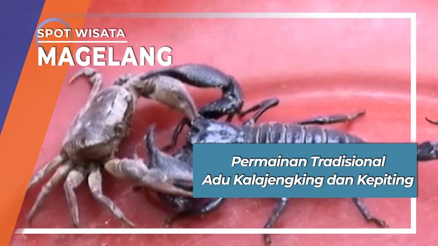 Adu Kalajengking Vs Kepiting Ala Desa Karanggayam Ngadipuro Magelang