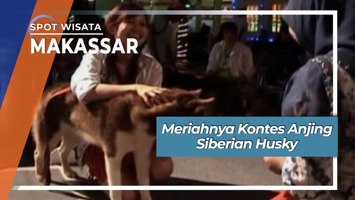 Kontes Anjing Siberian Husky Makassar