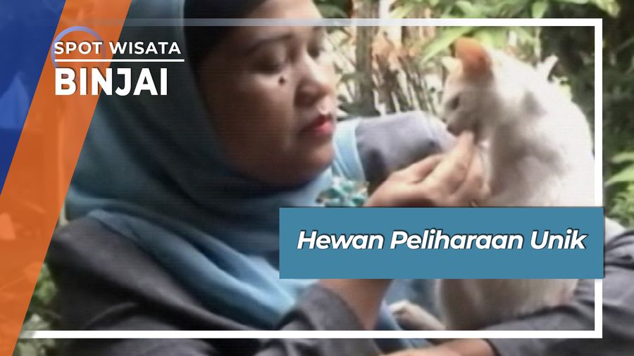 Hewan Peliharaan Unik Binjai Sumatera Utara