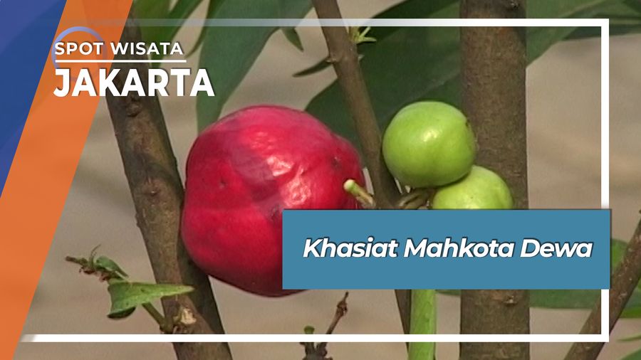 Mahkota Dewa, Tumbuhan Berkhasiat Asal Papua 