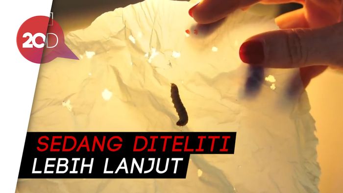 Ulat Pemakan Plastik Ini Disebut Bisa Bantu Berantas Sampah Dunia