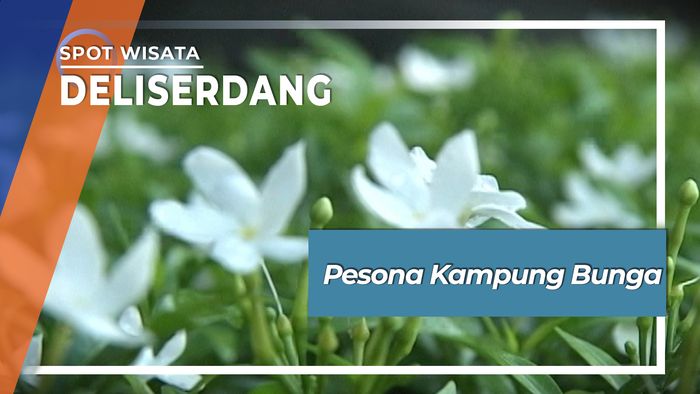 Pesona Kampung Bunga, Deliserdang