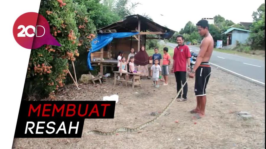 Mangsa Ternak Warga, Ular Piton 3 Meter Ditangkap!