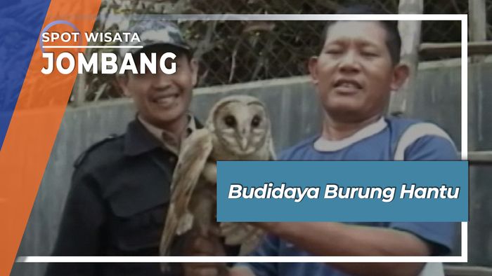 Budidaya Burung Hantu, Jombang