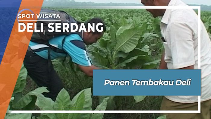 Panen Tembakau Deli, Deli Serdang