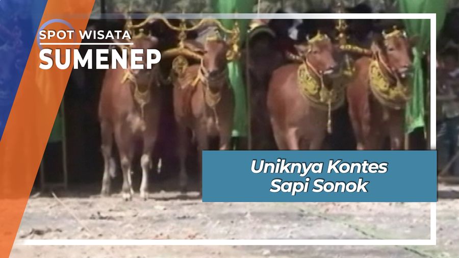 Kontes Sapi Sonok, Sumenep