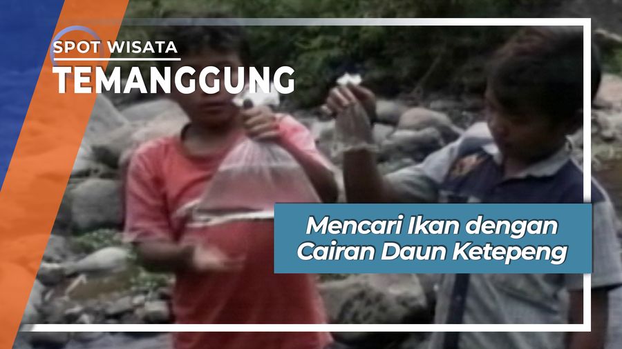 Mencari Ikan dengan Cairan Daun Ketepeng, Temanggung