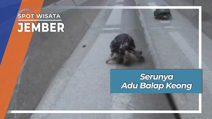 Adu Balap Keong, Jember