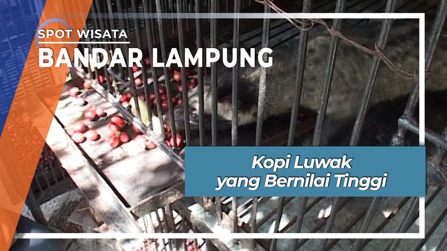 Kopi Luwak yang Bernilai Tinggi, Bandar Lampung