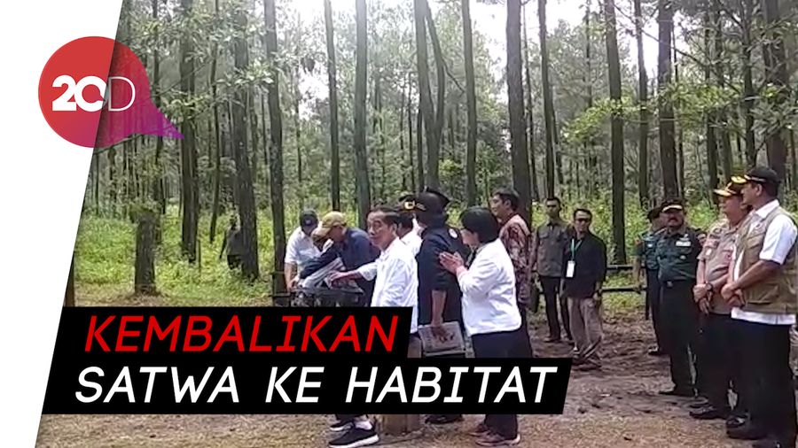 Jokowi Lepas Elang Jawa Abu dan Rossy di Kawasan Merapi