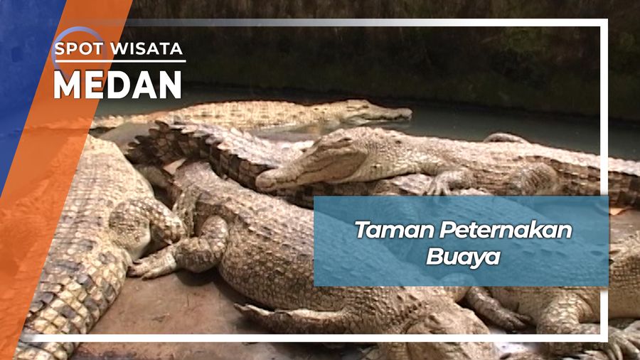 Taman Peternakan Wisata Buaya, Medan