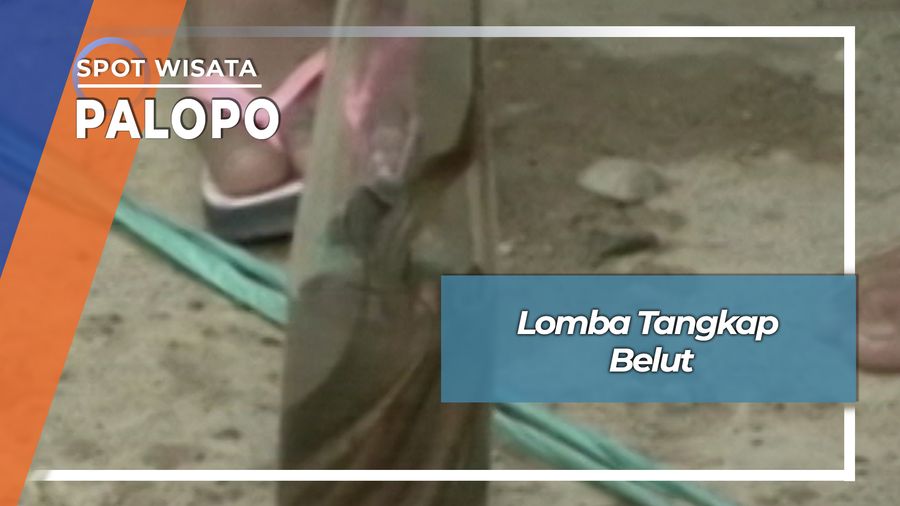 Lomba Tangkap Belut, Palopo