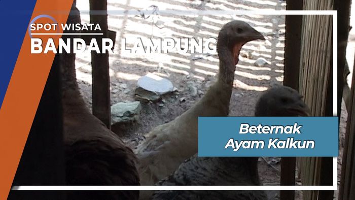 Beternak Ayam Kalkun, Bandar Lampung